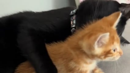 Illustration : Ce chat était inconsolable à cause d'un déménagement et de la solitude jusqu'à ce qu'un tout petit chaton entre dans sa vie (vidéo)