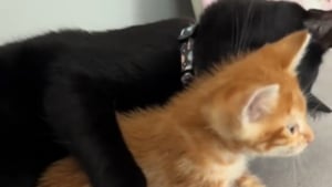 Illustration : Ce chat était inconsolable à cause d'un déménagement et de la solitude jusqu'à ce qu'un tout petit chaton entre dans sa vie (vidéo)