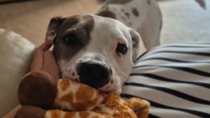 Illustration : Privée de promenades et de nourriture, une chienne héroïque découvre enfin la tendresse d’un refuge