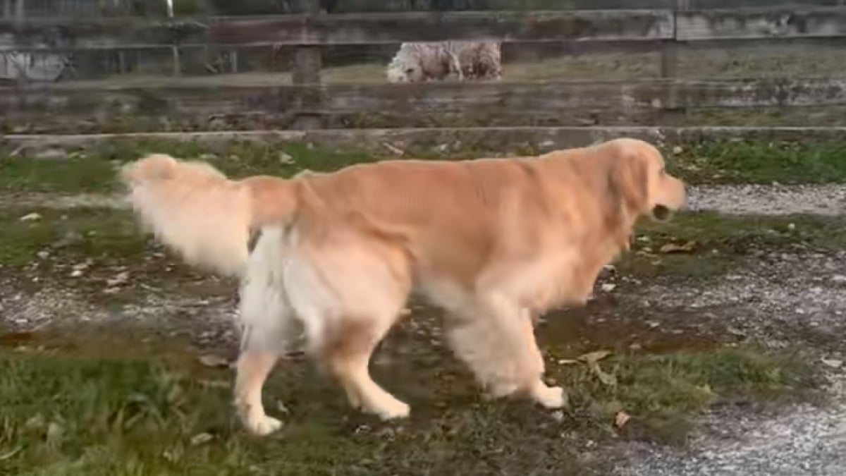 Illustration : "Censé être un excellent gardien de moutons, ce Golden Retriever provoque l’hilarité en échouant à sa tâche avec brio (vidéo)"