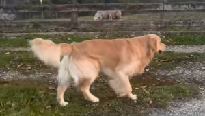 Illustration : Censé être un excellent gardien de moutons, ce Golden Retriever provoque l’hilarité en échouant à sa tâche avec brio (vidéo)