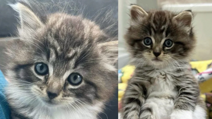 Illustration : Pendant sa pause déjeuner, un homme trouve un chaton sur le parking d'un restaurant et sait immédiatement qui appeler pour le protéger