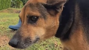 Illustration : Après avoir perdu son meilleur ami canin, ce chien reçoit un cadeau inestimable qui allège sa douleur