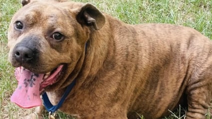 Illustration : "Il a l'air tellement plus heureux", obèse et endolori, un chien perd 20 kg avec l'aide des bénévoles