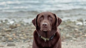 Illustration : Un chien s’enfuit dans un champ après un accident de voiture, puis sa famille découvre pourquoi il n’est pas rentré à la maison