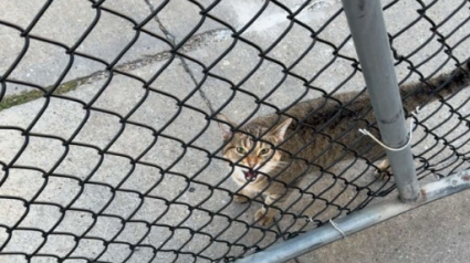Illustration : "J’ai un pressentiment à propos de ce chat", intrigué par un miaulement, un employé de magasin comprend que cette chatte abandonnée l'avait choisi