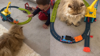 Illustration : Ce chat s’est trouvé une passion inattendue pour le circuit de train de son petit frère humain (vidéo)
