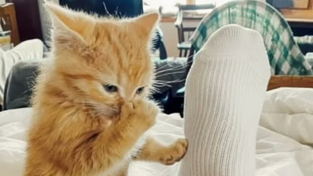 Illustration : "15 photos drôles de chats qui sont fidèles à leur réputation"
