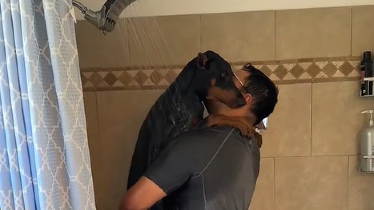 Illustration : "Ce Doberman déteste la douche, alors son maître décide de se mouiller avec lui pour le rassurer (vidéo)"