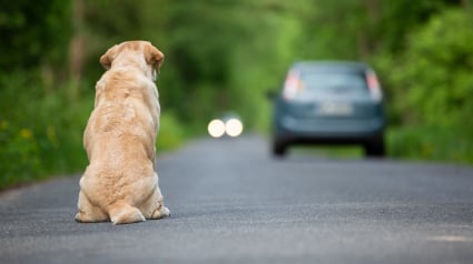 Illustration : Première grande enquête sur l’abandon animal, la SPA et la Fondation Affinity révèlent 5 pistes pour agir durablement