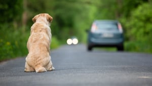 Illustration : Première grande enquête sur l’abandon animal, la SPA et la Fondation Affinity révèlent 5 pistes pour agir durablement