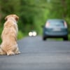 Illustration : Première grande enquête sur l’abandon animal, la SPA et la Fondation Affinity révèlent 5 pistes pour agir durablement
