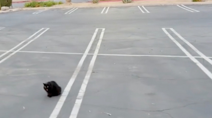 Illustration : Leur rendez-vous en amoureux se termine aux urgences vétérinaires, mais ils ont sauvé ce chat en détresse (vidéo)