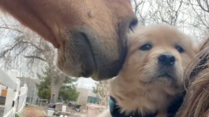 Illustration : "Au début, elle avait peur de lui, maintenant ils sont inséparables", face à un cheval deux fois plus grand qu’elle, cette jeune Golden Retriever trouve un ami pour la vie (vidéo)