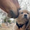 Illustration : "Au début, elle avait peur de lui, maintenant ils sont inséparables", face à un cheval deux fois plus grand qu’elle, cette jeune Golden Retriever trouve un ami pour la vie (vidéo)