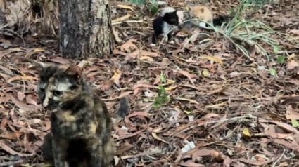 Illustration : Reconnaissante pour l’aide que cette femme lui apporte, une chatte errante décide de la remercier en lui présentant ses chatons (vidéo)