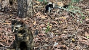 Illustration : Reconnaissante pour l’aide que cette femme lui apporte, une chatte errante décide de la remercier en lui présentant ses chatons (vidéo)