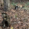 Illustration : Reconnaissante pour l’aide que cette femme lui apporte, une chatte errante décide de la remercier en lui présentant ses chatons (vidéo)