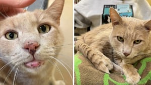 Illustration : Ce chat sénior atteint de multiples problèmes de santé vient de recevoir une belle nouvelle après plus d’une année d’allers-retours à la clinique vétérinaire