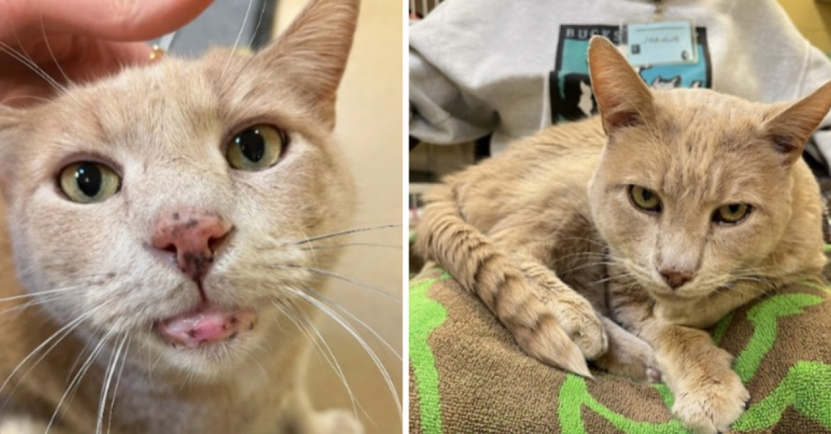 Un chat sénior en bonne santé après une année de soins vétérinaires