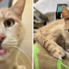 Illustration : Ce chat sénior atteint de multiples problèmes de santé vient de recevoir une belle nouvelle après plus d’une année d’allers-retours à la clinique vétérinaire