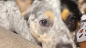 Illustration : Trop loin pour attraper le jouet, cette maîtresse feint la paresse et son chien fait tout pour la faire jouer (vidéo)