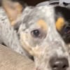 Illustration : Trop loin pour attraper le jouet, cette maîtresse feint la paresse et son chien fait tout pour la faire jouer (vidéo)