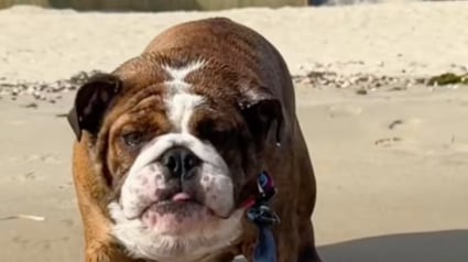 Illustration : Sable, eau salée, vague, ce Bulldog découvre la plage pour la première fois de sa vie et savoure chaque instant (vidéo)