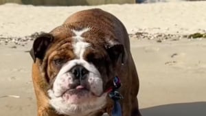 Illustration : Sable, eau salée, vague, ce Bulldog découvre la plage pour la première fois de sa vie et savoure chaque instant (vidéo)