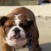 Illustration : Sable, eau salée, vague, ce Bulldog découvre la plage pour la première fois de sa vie et savoure chaque instant (vidéo)