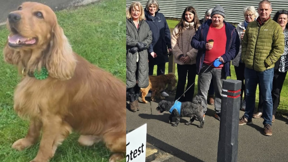 Illustration : "Le sort d'un Cocker utilisé comme chien de thérapie dans une prison de haute sécurité suscite une vague d'indignation qui débouche sur sa libération"