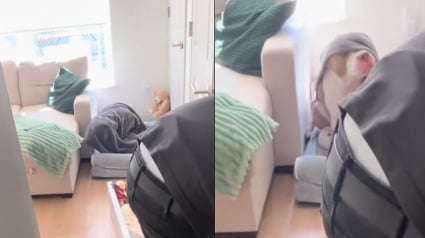 Illustration : Un Pitbull soi-disant "agressif" se soucie davantage de sa sieste que de l'arrivée d'un "intrus" (vidéo)