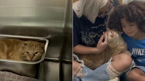 Illustration : Ce chat de refuge qui suppliait qu’on ne le laisse pas seul dans sa cage a ému jusqu’à trouver l’amour (vidéo)