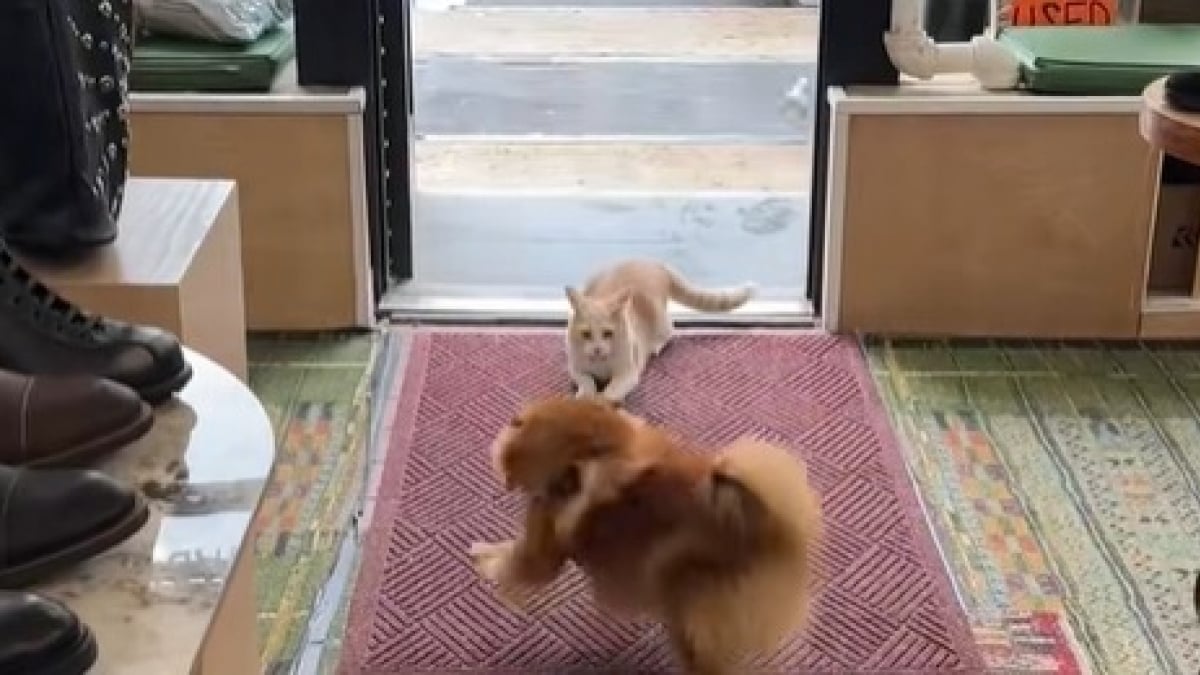 Illustration : "Tous les jours, ce chat se glisse dans une boutique pour jouer avec son meilleur ami canin (vidéo) "