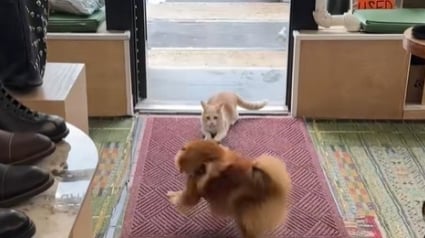 Illustration : Tous les jours, ce chat se glisse dans une boutique pour jouer avec son meilleur ami canin (vidéo) 