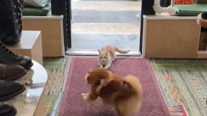 Illustration : Tous les jours, ce chat se glisse dans une boutique pour jouer avec son meilleur ami canin (vidéo) 