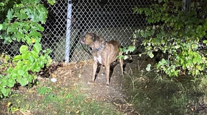 Illustration : L'abandon filmé d'un chien attaché derrière un McDonald's suscite l'indignation après son sauvetage par la police