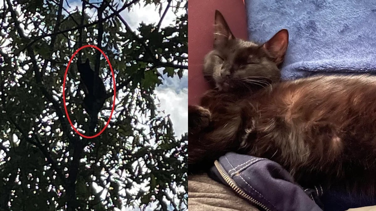 Illustration : "Un chaton effrayé et réfugié dans un arbre espérait juste qu'on le sauve, une passante a fait bien plus que cela"