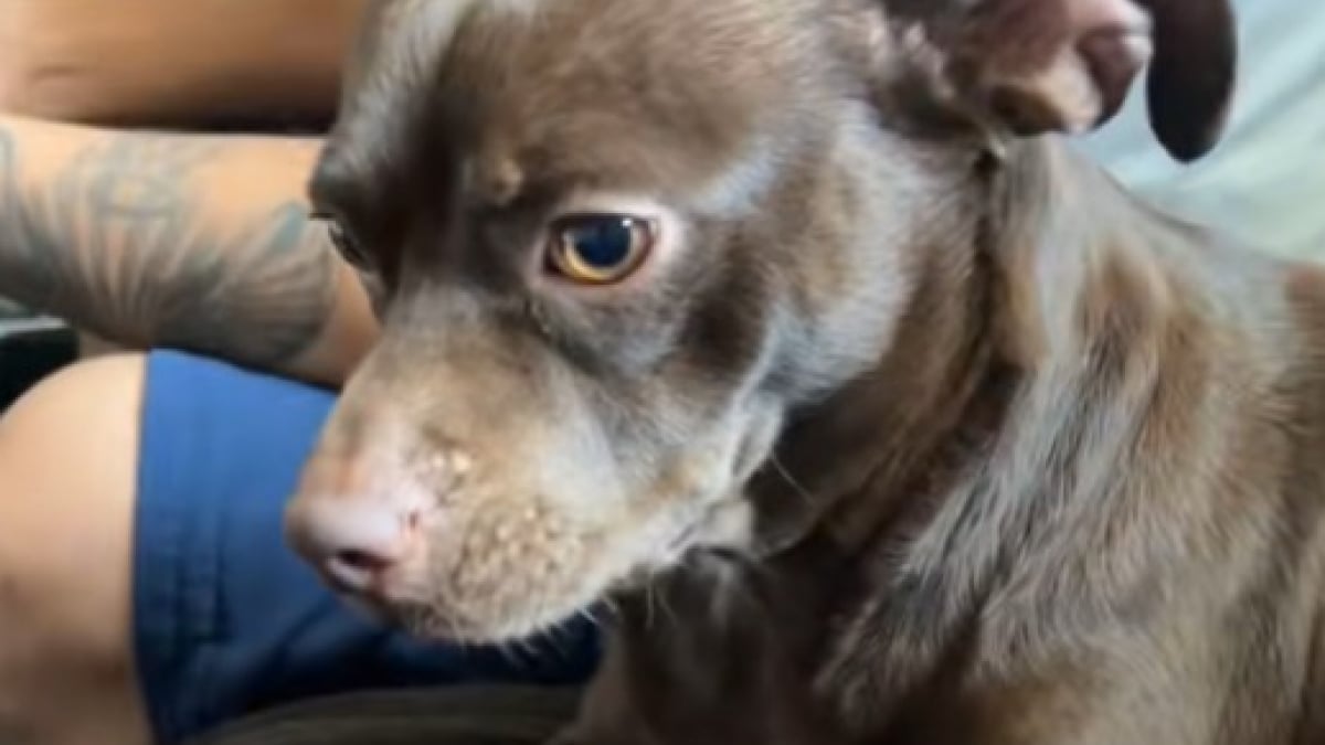 Illustration : "Ce chien issu d’un croisement entre un Chihuahua et un Pitbull a une apparence unique (vidéo) "
