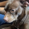Illustration : Ce chien issu d’un croisement entre un Chihuahua et un Pitbull a une apparence unique (vidéo) 