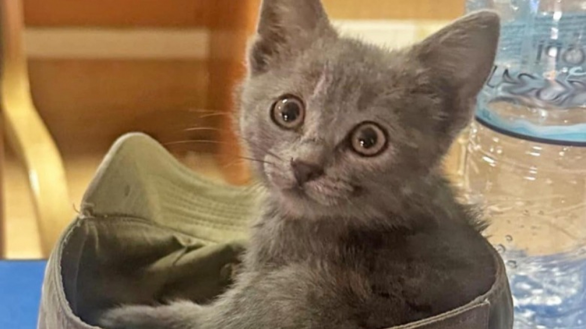 Illustration : "Après avoir trouvé une chatte errante lors d’une mission à l’étranger, ce soldat met tout en oeuvre pour la ramener chez lui et lui offrir une belle vie"