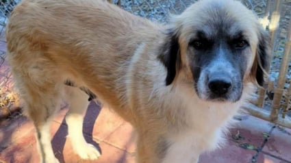 Illustration : Apr&egrave;s avoir connu la rue puis la vie en famille d&rsquo;accueil avec ses 15 chiots, cette chienne d&eacute;couvre enfin le bonheur d&rsquo;&ecirc;tre aim&eacute;e et prot&eacute;g&eacute;e