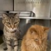 Illustration : 5 heures après leur adoption tant attendue, ces 2 adorables chats séniors sont rapportés au refuge par leur nouveau propriétaire