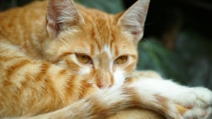 Illustration : "7 raisons pour lesquelles les chats courent après leur queue"