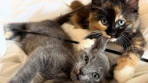 Illustration : Restées inséparables depuis leur sauvetage, ces deux chatonnes vont parcourir 4 400 km pour rejoindre leur famille pour la vie (vidéo)