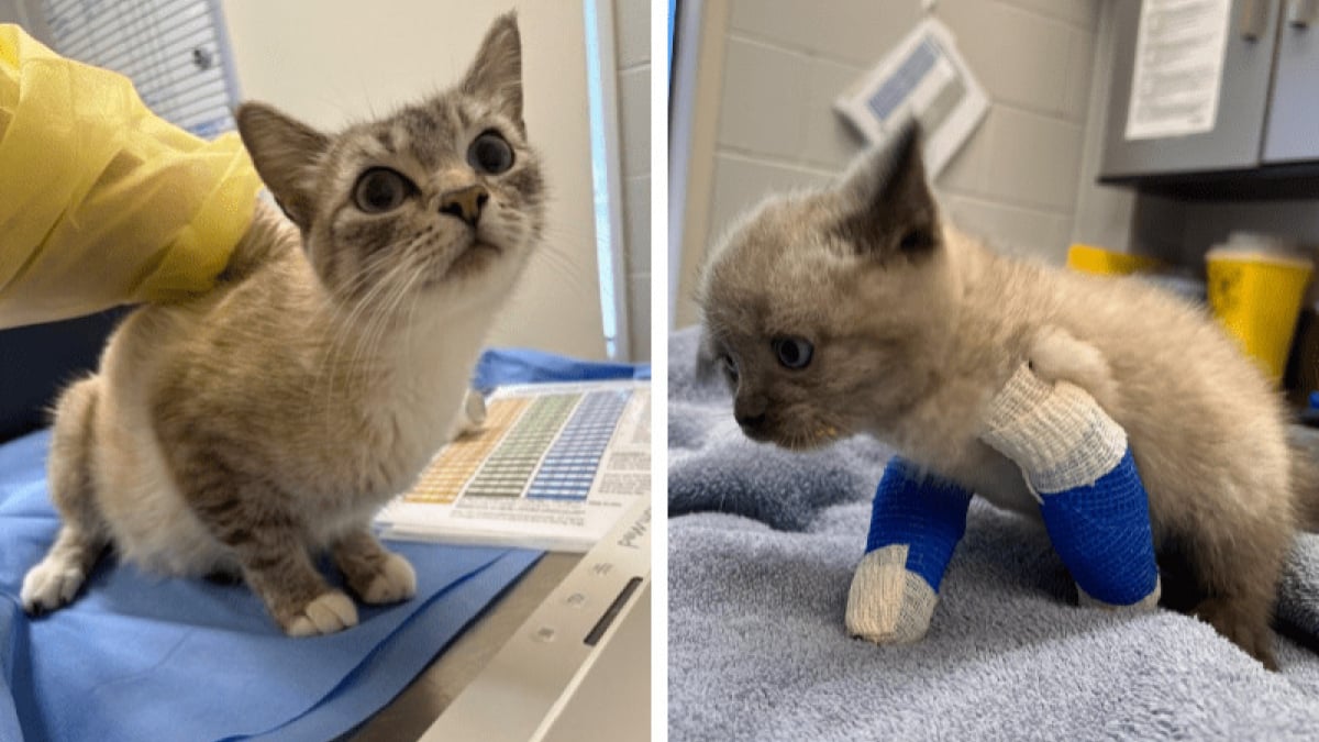 Illustration : "Né avec une malformation, ce chaton de 5 semaines fait preuve d’un courage bouleversant pour apprendre à marcher comme les autres (vidéo)"