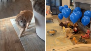 Illustration : Pour célébrer son 12e anniversaire, ce chien senior est accueilli par 12 nouveaux petits compagnons en peluche (vidéo)
