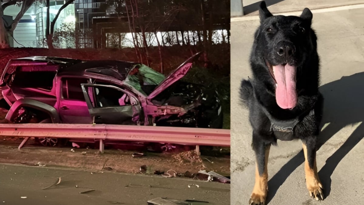 Illustration : "Ejecté de la voiture lors d’un grave accident, un chien policier appelé à traquer un dangereux criminel est protégé par un passant jusqu’à l’arrivée des secours"