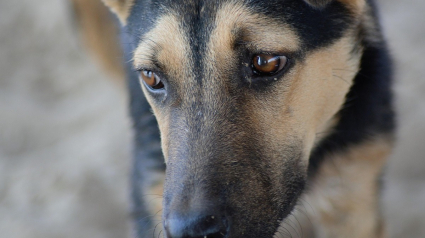 Illustration : La justice et les associations tissent un nouveau partenariat inédit pour renforcer la protection des animaux victimes de maltraitance