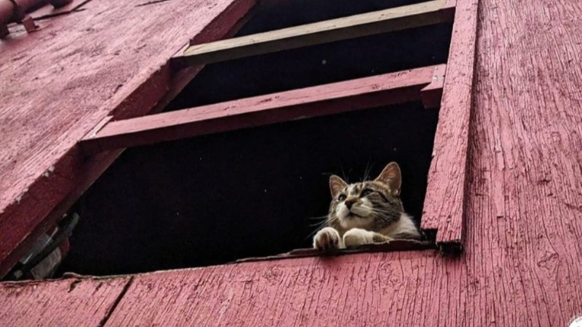 Illustration : "À Montréal, une exposition rend hommage aux chats qui ont marqué la ville à travers les époques"